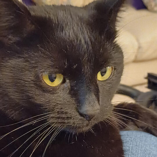 Sooty The Cat