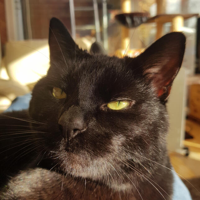 Sooty The Cat